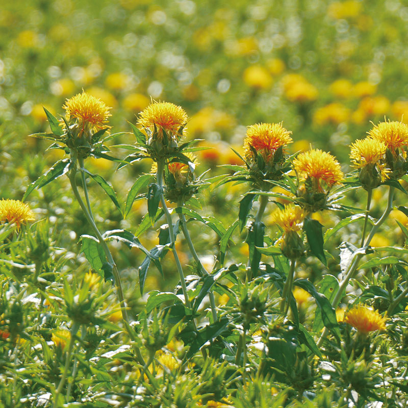 白鷹町 白鷹紅花まつり